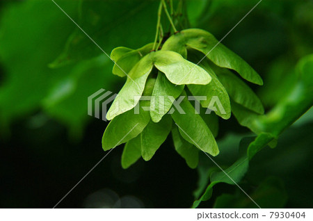 Akitaia seeds Akitaia seeds 7930404