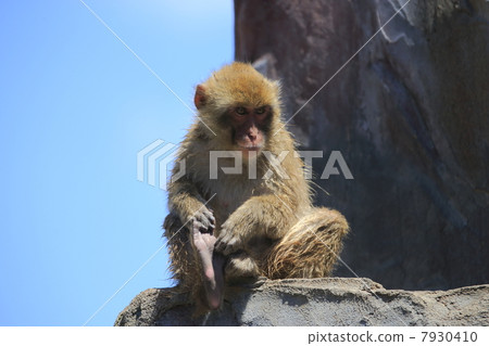 Japanese macaques Japanese macaques 7930410