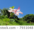 望著天空的芙蓉 7931048