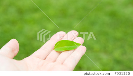 Have a leaf of trees Have a leaf of trees 7931320