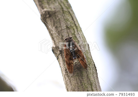 Brown cicada 7931493