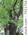 Ginkgo tree 7931708