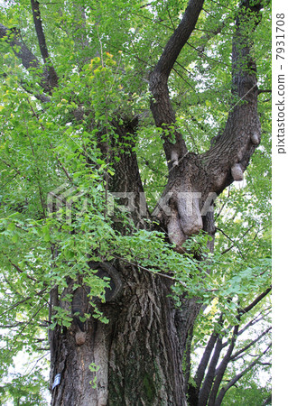 Ginkgo tree Ginkgo tree 7931708