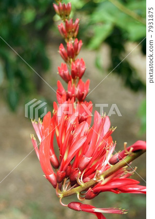 Wild flowers 7931875