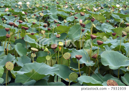 Lotus of Nagai Botanical Garden (Honorous Lady) · Flowers and Fruits 7931939