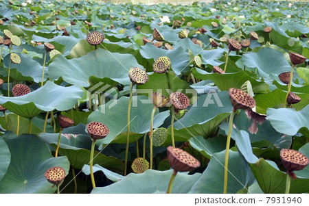 永井植物園的蓮花（榮譽女士）·鮮花和水果 7931940