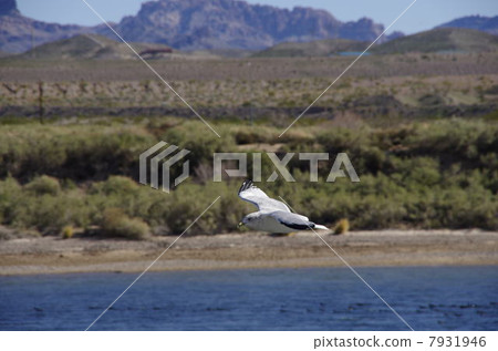 Fly to the wilderness 7931946