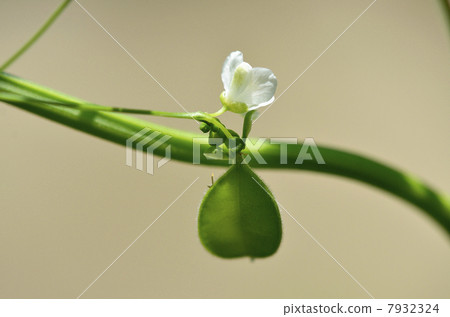 果蠅水果寶寶 7932324