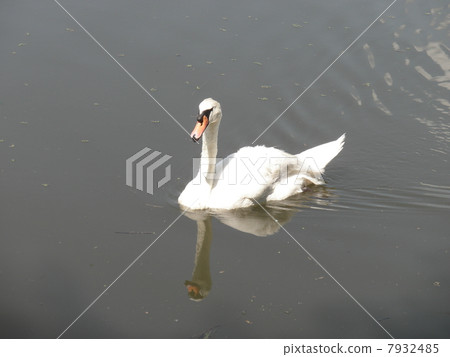 Swan in midsummer 7932485