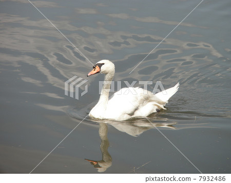 Swan in midsummer 7932486