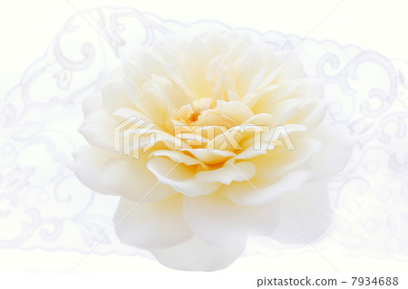 Rose Claire Austin Rose Claire Austin 7934688