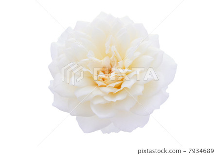 Rose Claire Austin 7934689