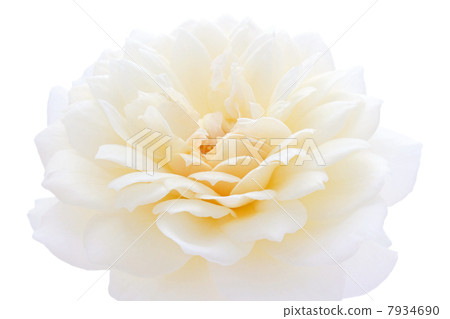 羅斯克萊爾奧斯汀 7934690