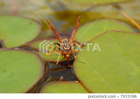 Hornet Hornet 7935396