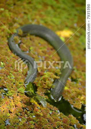 Snake row water Snake row water 7935398