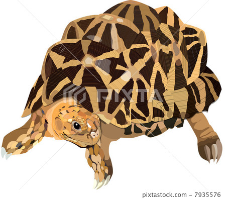 Indian turtle Indian turtle 7935576