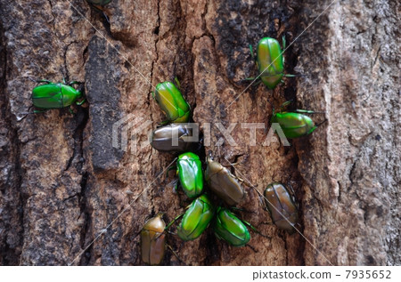 Kanabun gathering 7935652