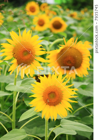 向日葵22 7935745
