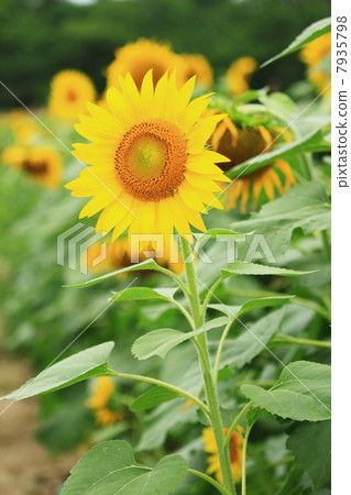 向日葵17 向日葵17 7935798