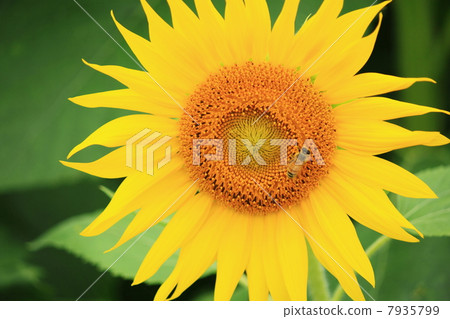 向日葵16 向日葵16 7935799