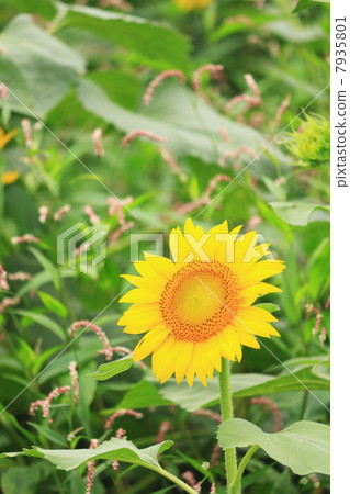 向日葵28 向日葵28 7935801