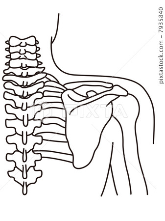 Structure of cervical spine and scapula Structure of cervical spine and scapula 7935840