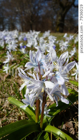 Spring Flowers 7936019