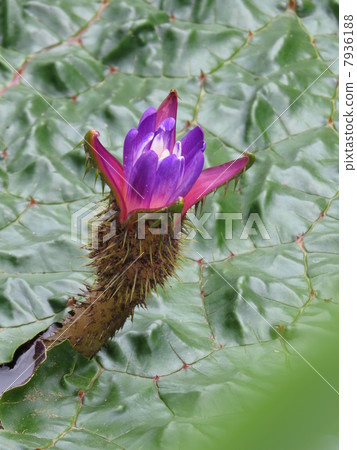 Demon Flower 7936188