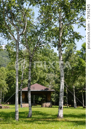 White birch in the plateau 7936245