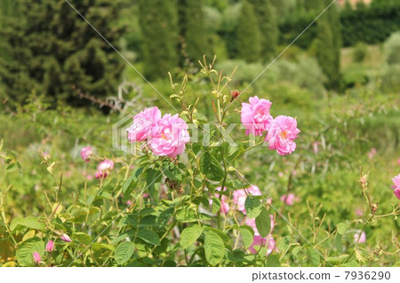 Rose field of Grasse Rose field of Grasse 7936290