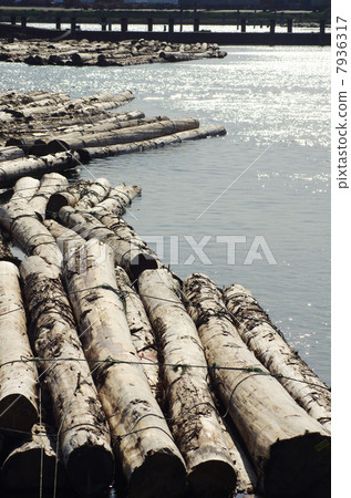 Imported wood floating on the surface of the water 7936317