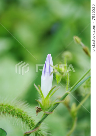 Morning glory bud in the field Morning glory bud in the field 7936520