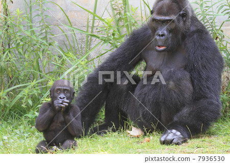 Baby and mother of Nishigora 7936530