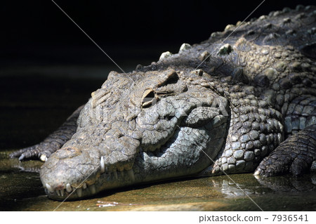 Nile crocodile 7936541