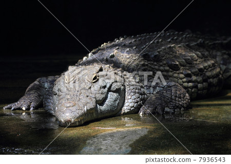 Nile crocodile 7936543