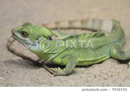 Green basilisk 7936550