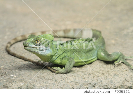 Green basilisk 7936551