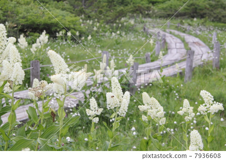 Going wetlands 7936608