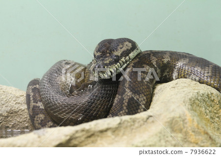 Carpet Python snake Carpet Python snake 7936622