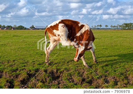 red and white cow scratching 7936978
