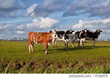 few cows on pasture 7936979