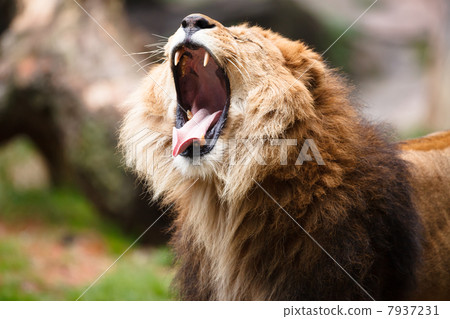 獅子 獅子 7937231
