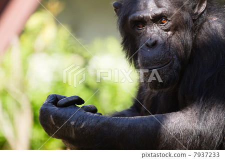 Chimpanzee Chimpanzee 7937233