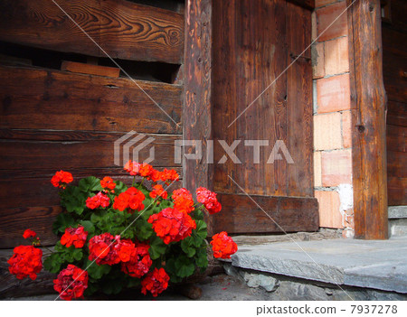 La Casa del fiore (house with flowers) 7937278