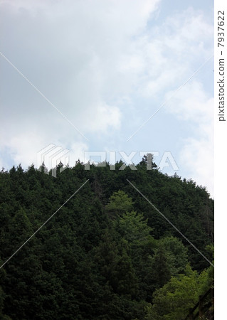 Sky and Forest Sky and Forest 7937622