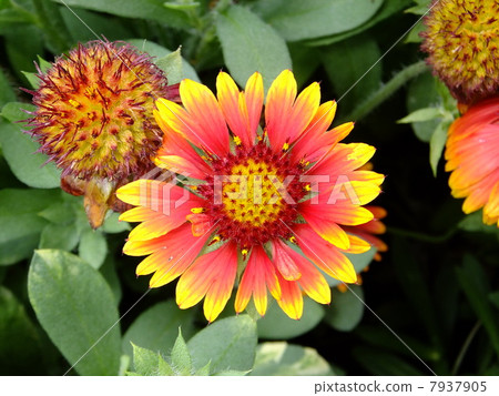 蓋拉迪亞 蓋拉迪亞 7937905