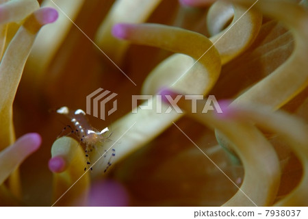 Sea anemone cuckoo eat 7938037