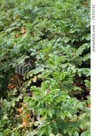 Hamanas "Rubra" Hamanas "Rubra" 7938142