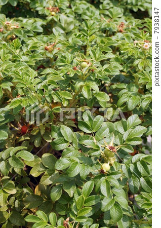 Hamanas "Rubra" Hamanas "Rubra" 7938147