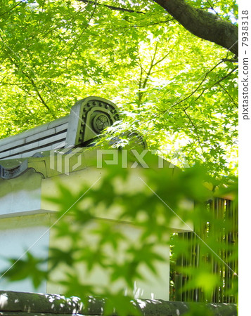 Blue maple at Banpuku-ji 7938318